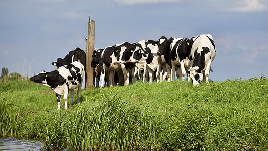 Herd of Cows thumbnail