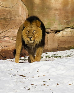 lion on snow field near brown wall during daytime thumbnail