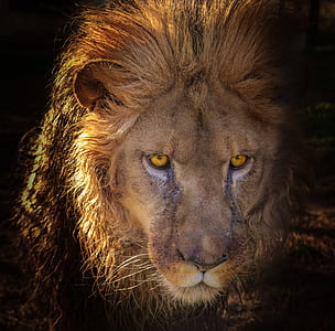 Lion portrait painting thumbnail