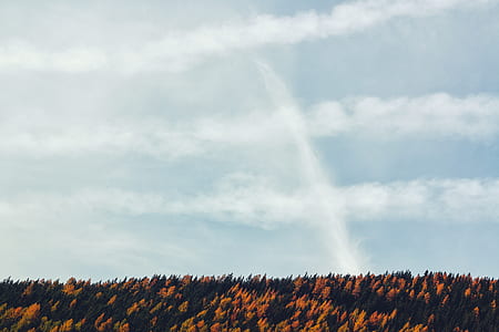 Yellow and Green Trees thumbnail