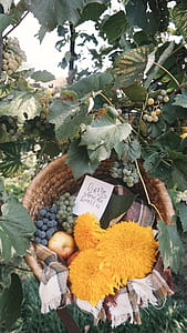 basket, foliage, grape, grapevine thumbnail