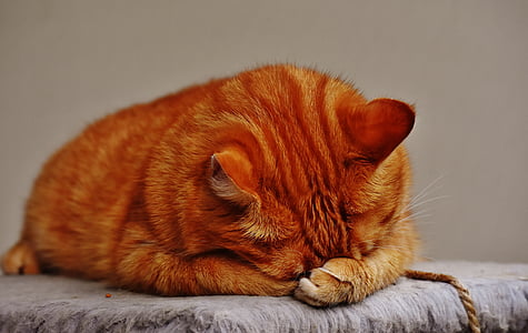brown cat on gray surface thumbnail