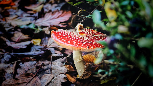 Red Mushroom in Closeup Photography thumbnail