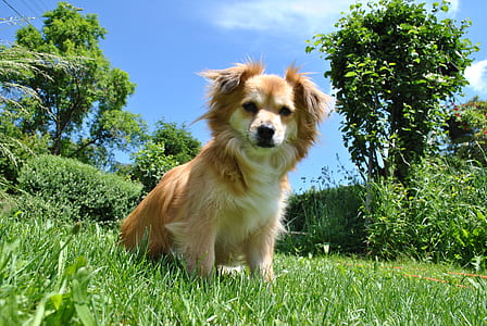 low-angle photo of tan and white dog under blue sky during daytime thumbnail