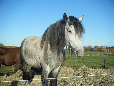 Horse, Hypoallergenic thumbnail