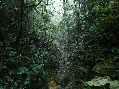 green forest thumbnail
