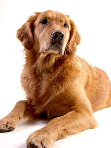 adult golden retriever thumbnail