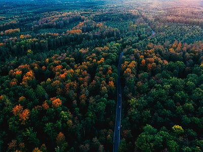 aerial photography of concrete road surrounded by forest thumbnail