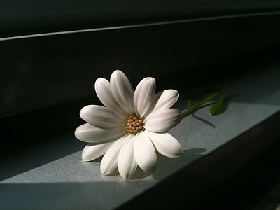 white daisy flower on gray surface thumbnail
