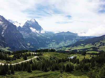 pine trees across mountain thumbnail