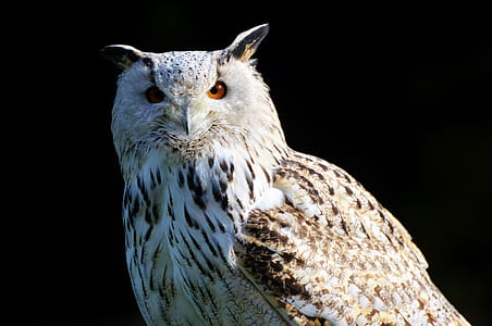 white and brown owl with black background thumbnail