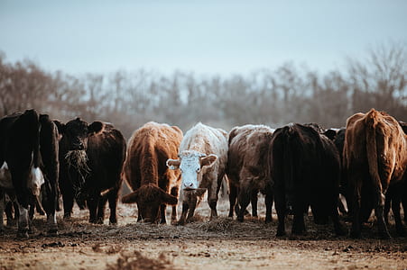 assorted-color of cow thumbnail