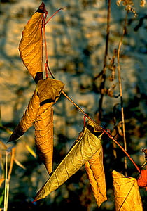 dried leaf close-up photography thumbnail