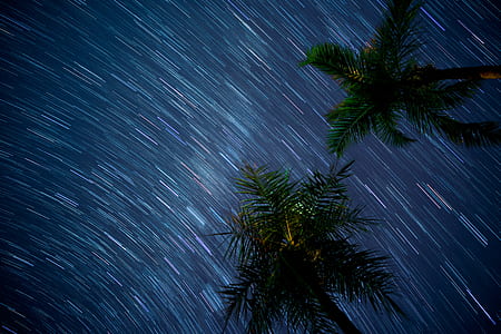 low angle photography of palm trees and stars in timelapse photography during thumbnail