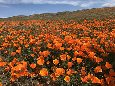 orange California poppy field in mountain thumbnail