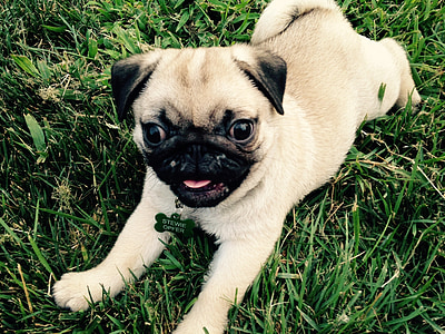 fawn pug puppy on grass thumbnail