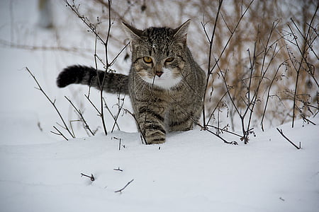 brown and black tabby cat in snowfield thumbnail