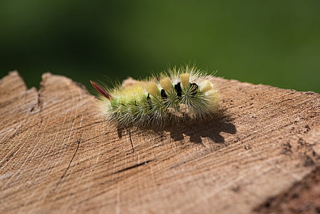yellow and black green caterpillar on brown surface thumbnail