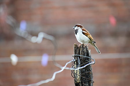 selective focus photography of bird perching on brown wood stick thumbnail