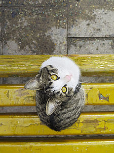 gray and black tabby cat on brown wooden plank thumbnail