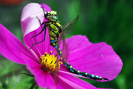 micro photography of green and black dragonfly perched on pink flower thumbnail