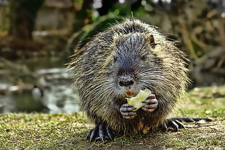 selective focus photo of gray beaver thumbnail