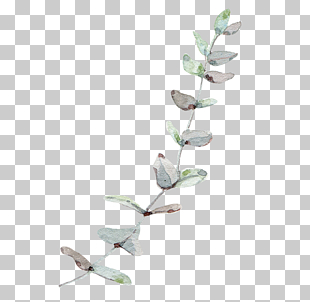 Gum trees Leaf, Nordic wind Eucalyptus leaves, green leafed plant PNG clipart