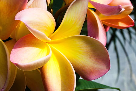 yellow Plumeria in bloom thumbnail