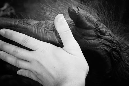 person hand and animal thumbnail