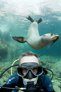 person taking selfie picture with sea lion thumbnail