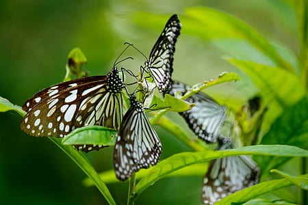 white-and-brown butterflies on green leaf plant thumbnail