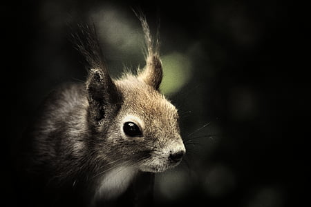 closeup photo of black squirrel thumbnail