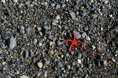 red starfish on ground thumbnail