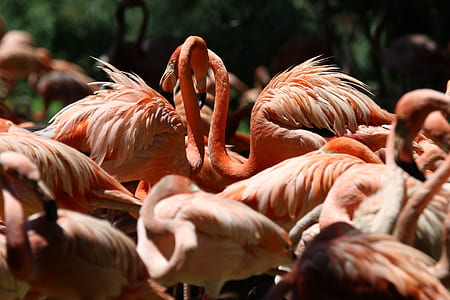 Flock of Lesser Flamingo thumbnail