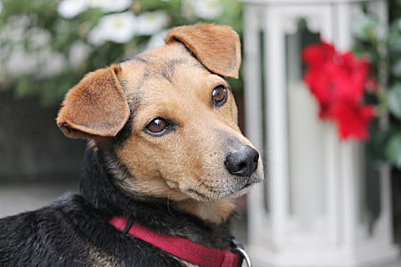 closeup photo of tan and black Jack Russell terrier thumbnail