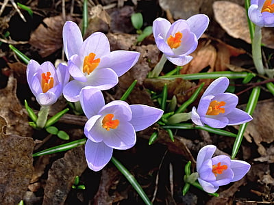 shallow focus photography of purple petaled flowers thumbnail