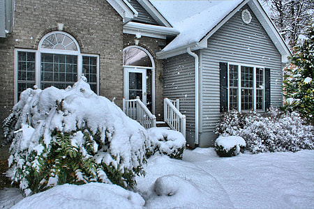 plants covered with snow thumbnail