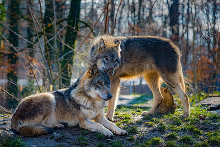 two tan-and-black wolves in forest taken during daytime thumbnail