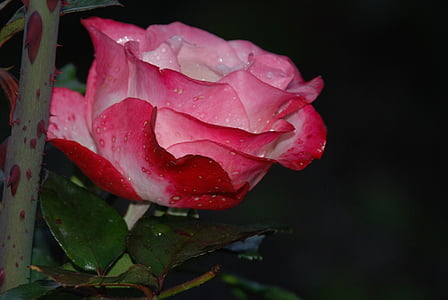 pink and white rose flower selective-focus photography thumbnail