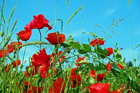 red poppy flower selective focus photography thumbnail