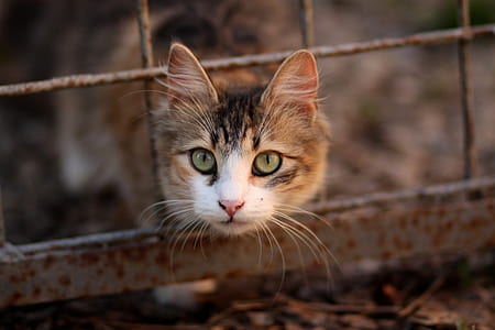 cat's head outside of screen thumbnail
