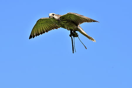 low angle of brown falcon in air thumbnail