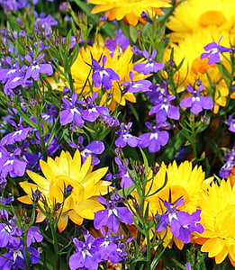 close-up photography of yellow and purple petaled flowers thumbnail