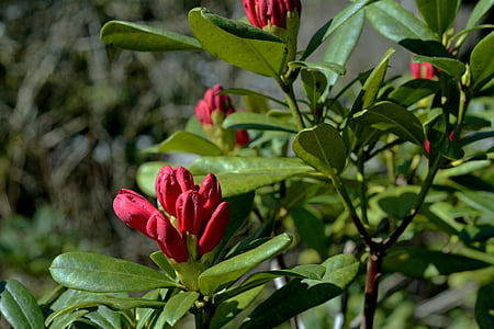red flowers thumbnail