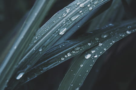 water drops on leaves thumbnail