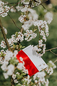 Flag of Poland - Polska Flaga thumbnail