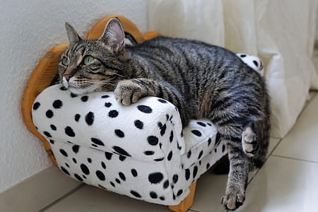 brown Tabby cat laydown near white sofa thumbnail