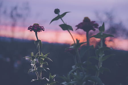 Red Zinnia Flower thumbnail