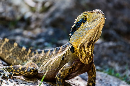 green and black iguana macro shot thumbnail