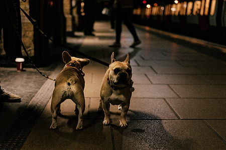 two brown dog walking during daytime thumbnail